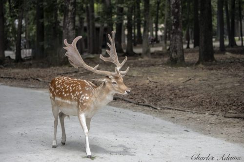 Deer On Path