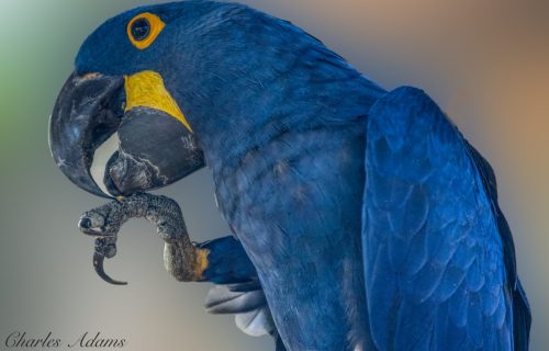 Hyacinth Macaw Close-Up Portrait