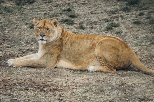 Lionness Relaxing