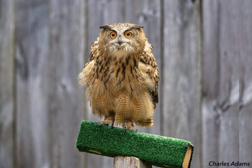 Eurasian Eagle-Owl