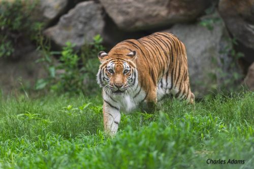 Prowling Tiger