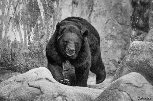 Bears
