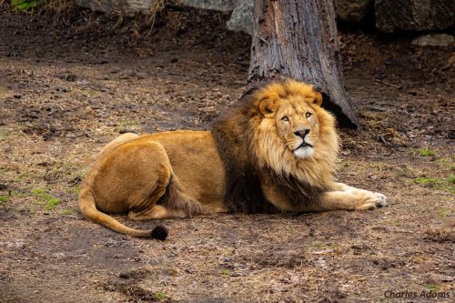 Majestic Male Lion