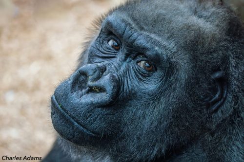 Gorilla Up Close And Personial