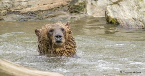 Bears-01