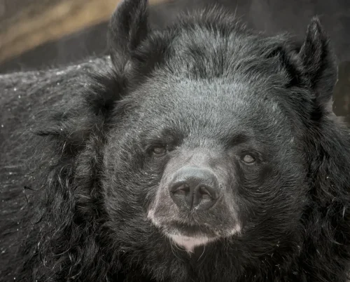 Bears-02