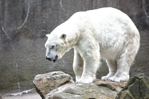 Bears-03
