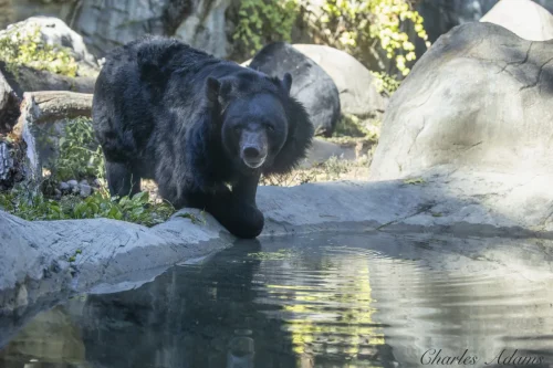 Bears-04