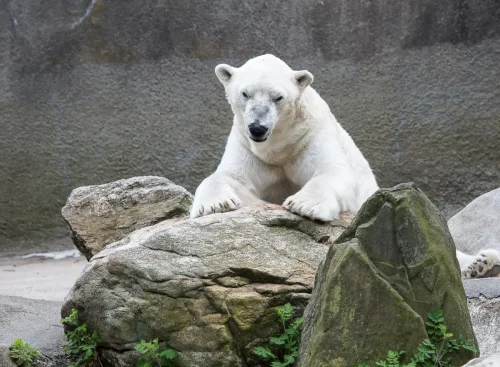 Bears-05