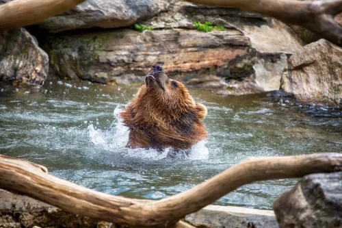 Bears-06
