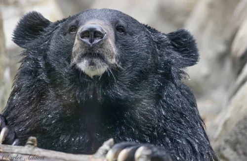 Bears-07
