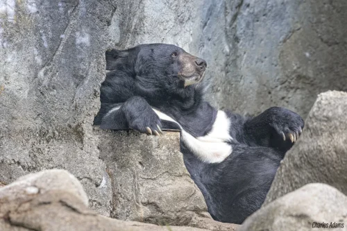 Bears-08