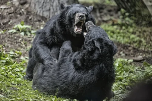Bears-09