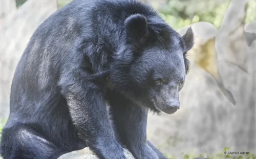Bears-10