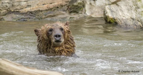 Bears-11