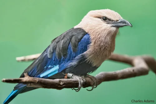 Birds-10
