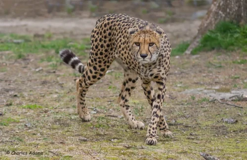Cheetahs-01