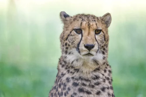 Cheetahs-02