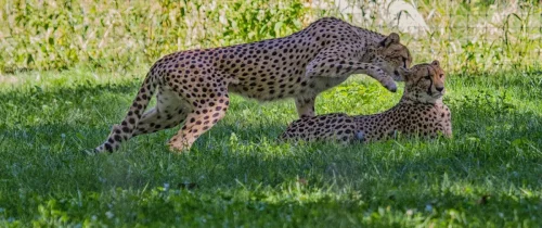 Cheetahs-03