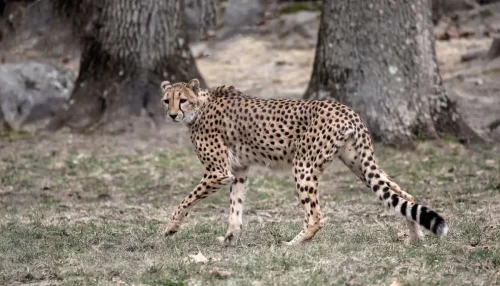 Cheetahs-04