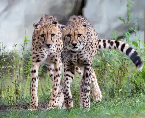 Cheetahs-05