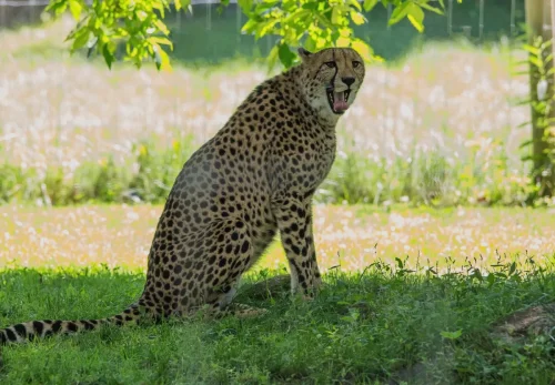 Cheetahs-06