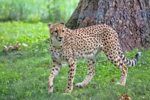 Cheetahs-07