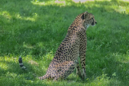Cheetahs-08