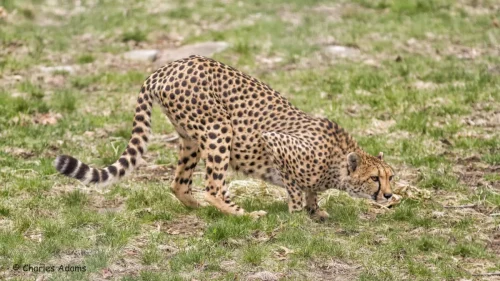 Cheetahs