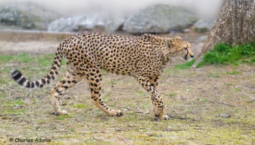 Cheetahs-10