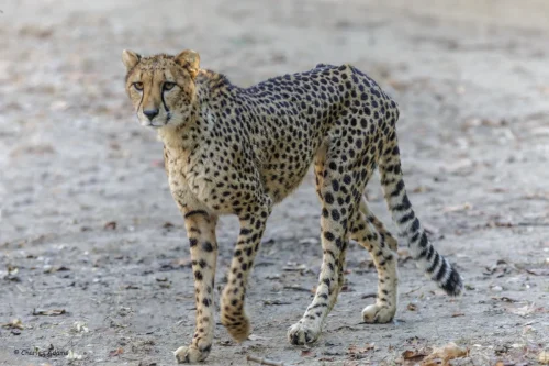 Cheetahs-11