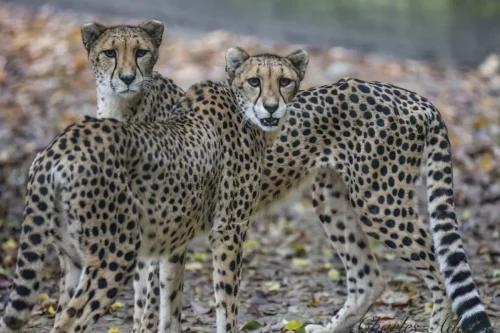 Cheetahs-12