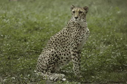 Cheetahs-13