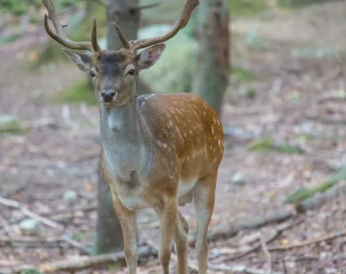 Deer-01