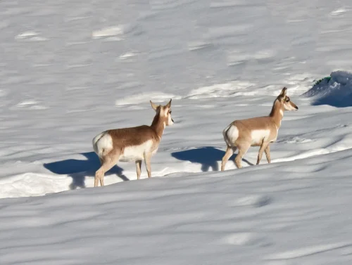 Deer-03