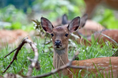 Deer-04