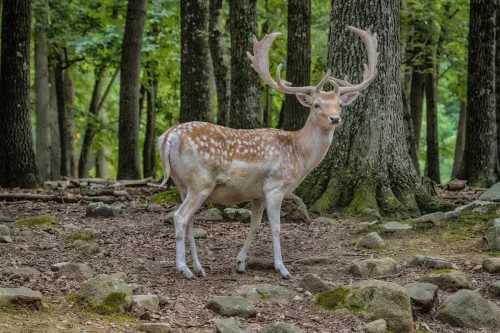 Deer-05