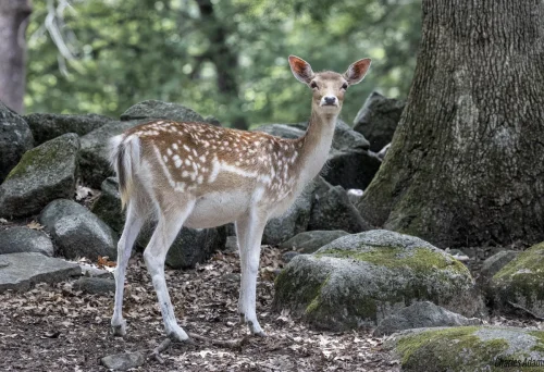 Deer-06