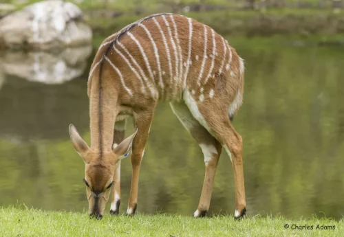 Deer