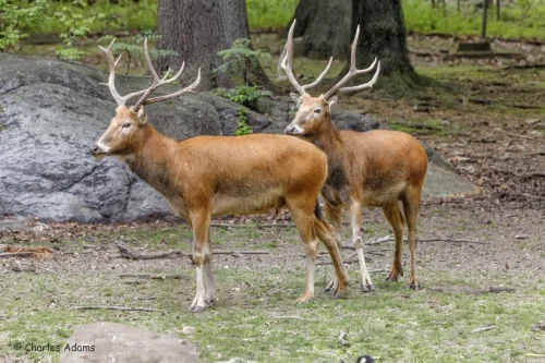 Deer-08
