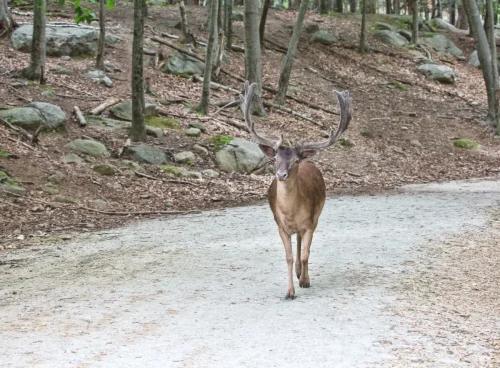 Deer-09