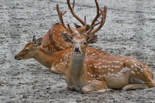 Deer-10