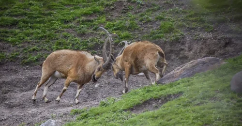 Deer-11