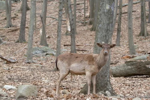 Deer-13