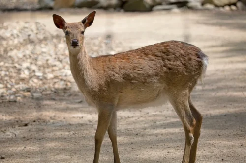 Deer-14
