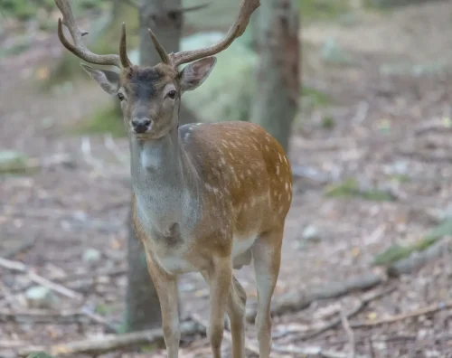 Deer-15