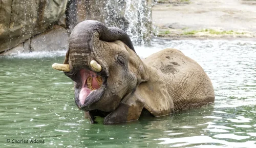 Elephants-01