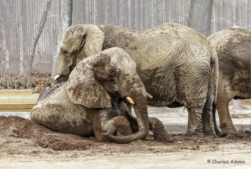 Elephants