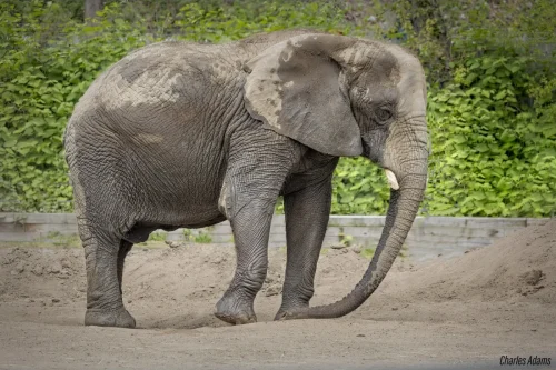 Elephants-03