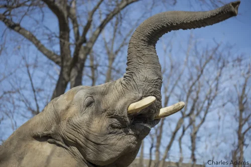 Elephants-04